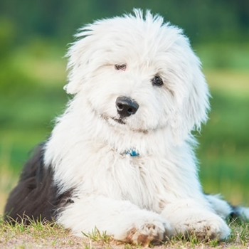 Gift An English Sheepdog puppy